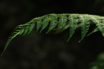 Fern branch close with details of small leaves