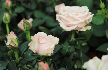 Beautiful orange, white and intense pink roses. 