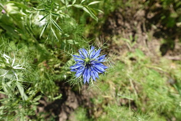 View of one blue flower of Nigella damascena from above