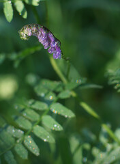 Purple mouse pea plant with water droplets on greenery background