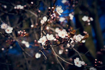 Blossom beautiful natural close-up white sakura flowers on the blurred background with the sakura tree and blue sky on the behind