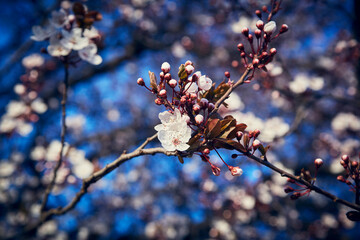 Blossom beautiful natural close-up white sakura flowers on the blurred background with the sakura tree and blue sky on the behind
