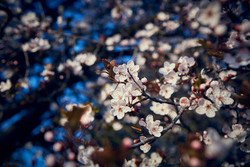 Blossom beautiful natural close-up white sakura flowers on the blurred background with the sakura tree and blue sky on the behind