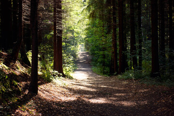Walking path in the forest lit by the sun on a summer day