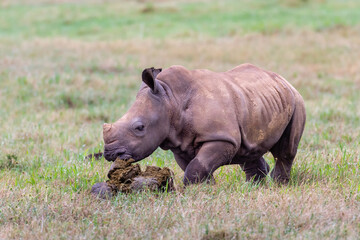 Very small white rhinoceros calf smelling his mother's dung in the wild 