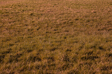 grass in a field, autumn