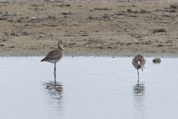 Uferschnepfen an der Nordsee