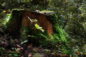 Large old tree stump covered with moss and greenery