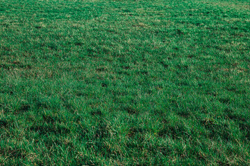 green grass field background