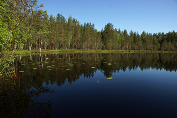 Fototapeta na wymiar Landscape with a blue lake and a reflecting forest on the shore