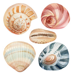 Watercolor Seashells on isolated white background, marine illustration