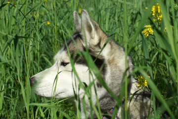 Husky dog looks out of yellow flowers