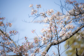 Cherry Blossoms　桜　サクラ