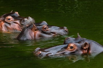 the heads of three hippopotamus in a river
