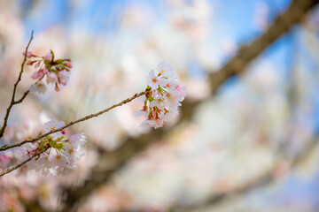 Cherry Blossoms