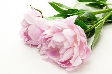 白背景のピンクの芍薬