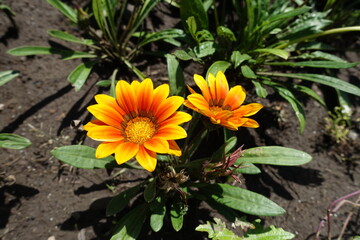 Pair of red and yellow flowers of Gazania rigens in September