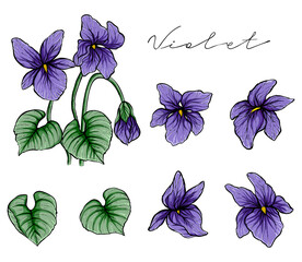 Setof viola odorata flowers, color, vector