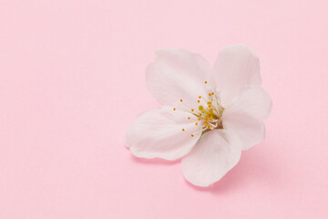 ピンクの背景の桜のクローズアップ