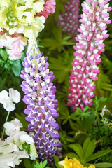 金魚草　紫と赤