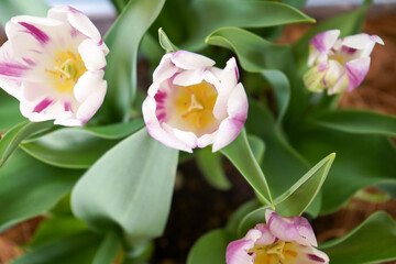 白紫色のチューリップを上から