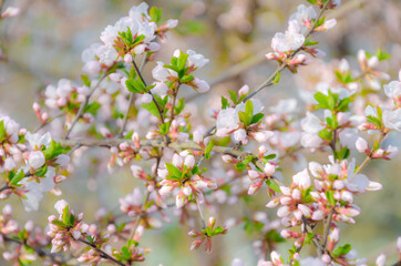 Cherry blossom in full bloom.