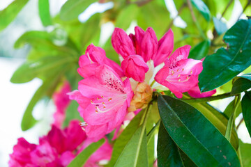 石楠花　ピンク