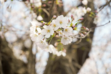 ソメイヨシノ　蕾