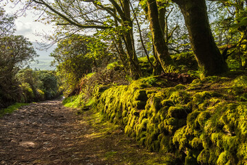 Old countryside road to the mountains, Ireland