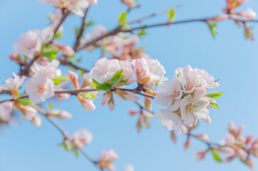 Beautiful cherry blossom sakura in spring time