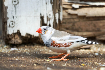 キンカチョウ　色変わり　横撮り