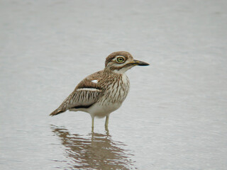 Water Dikkop or Water Thick-Knee, Burhinus vermiculatus, resting in the water