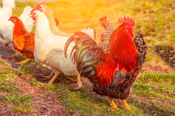beautiful bright cock and many hens graze in the meadow in the morning