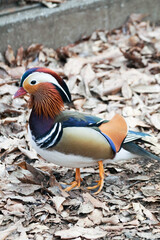 オシドリ　一羽