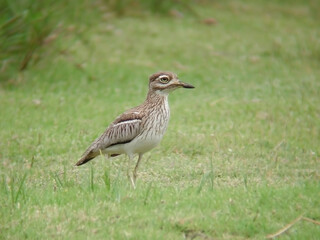 Water Dikkop or Water Thick-Knee, Burhinus vermiculatus, in the grass