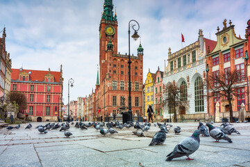 Obraz premium Pigeons in the old town of Gdansk, Poland