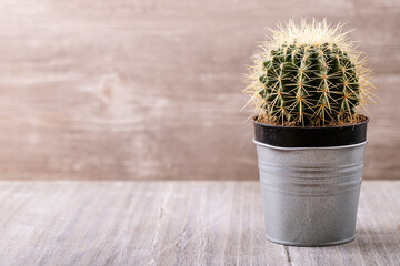Potted cactus