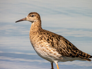 Ruff on the beach