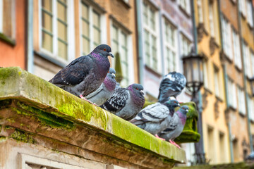 Pigeons in the old town of Gdansk, Poland