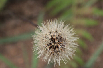 dandelion seeds are thrown in the wind