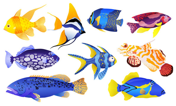 Tropical sea and aquarium fishes collection on white background. Set of freshwater and saldwater aquarium cartoon fishes. Varieties of ornamental popular color fish