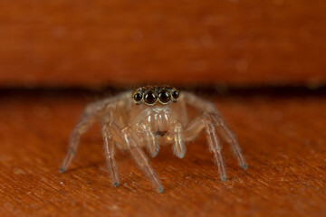 araignee saltique en macro 3X