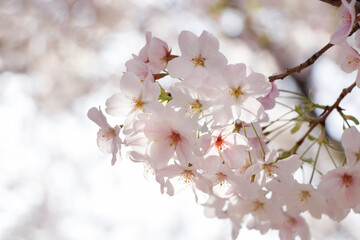 陽の射し込む空を背景に咲くピンクの桜の花
