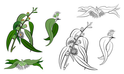 Large set of eucalyptus leaves and branches. Collection of eucalyptus branches. Vector illustration of greenery. Eucalyptus with seeds.