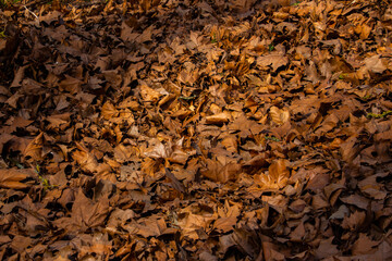 Dry brown autumn leaves for natural autumn background