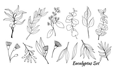 Large set of eucalyptus leaves and branches. Collection of eucalyptus branches. Vector illustration of greenery. Eucalyptus with seeds.