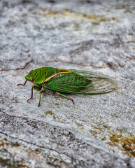 A singing cicada, filmed in a park in Australia.