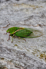 A singing cicada, filmed in a park in Australia.