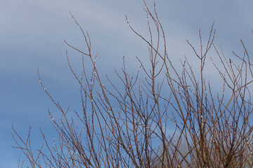In early spring white fluffy buds bloomed on the willow branches