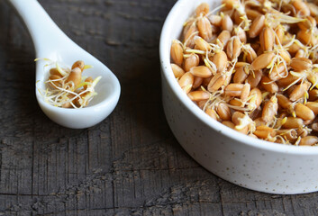 Wheat sprouts. Sprouted wheat seeds in a white bowl on old wooden table background.Healthy diet, vegetarian food or superfood concept.